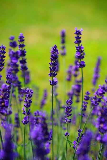 Lavanda