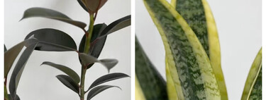 Estas plantas se riegan solo una vez al mes y son ideales para olvidadizos 