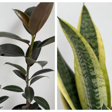 Estas plantas se riegan solo una vez al mes y son ideales para olvidadizos 