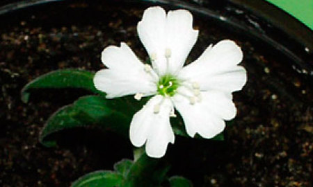 Devuelven la vida a una planta de la "Edad de Hielo"
