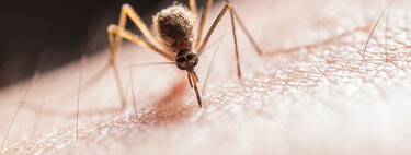 Lidl lanza una mosquitera extensible que se ajusta a todo tipo de ventanas y resiste a los rayos solares