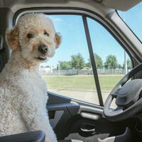 Hombre excede los límites de velocidad e intenta culpar a su perro 