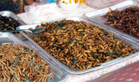 Insectos, ¿las proteínas del futuro?