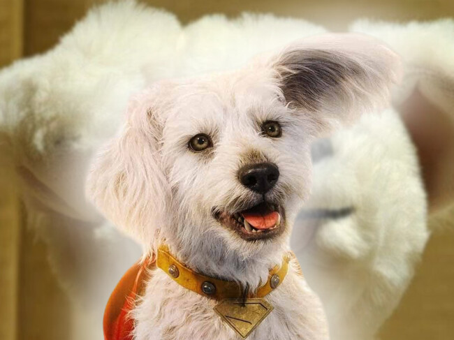 Peluche Krypto