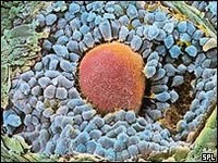 La salud en la infancia influye en la fertilidad de la mujer