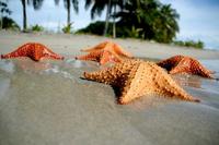 La Playa de las Estrellas en Bocas del Toro, Panamá