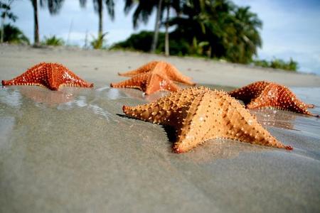 playa de las estrellas de mar panama