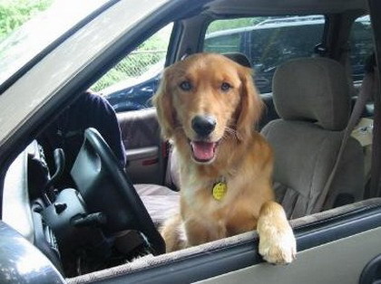 Animales gato perro conduciendo