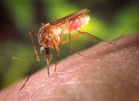 Remedios naturales para repeler los mosquitos