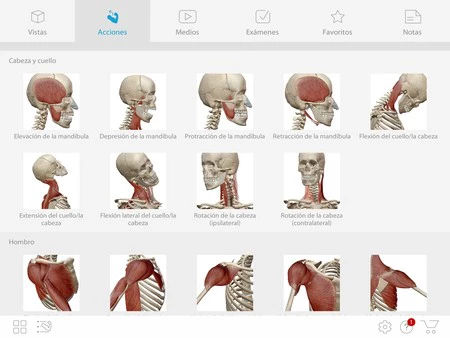 Muscle Premium は、人体のあらゆる筋肉、骨、病理を発見できるアプリです。 2018 iPad で完璧に動作します。