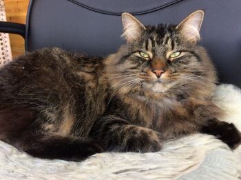 Si entrecierras los ojos, le caerás mejor a tu gato: no es broma