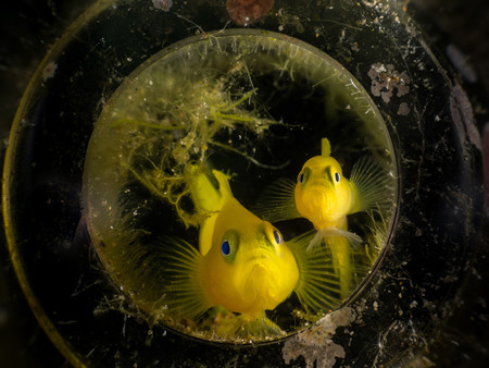 Compact Macro Matteo Pighi Yellow Gobids In A