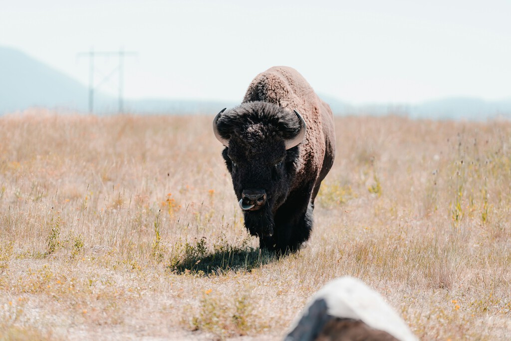 En 2009, 23 bisontes llegaron a México metidos en un camión. Hoy ya son más de 500: la historia de conservación más ambiciosa del desierto norteamericano