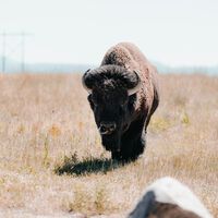 En 2009, 23 bisontes llegaron a México metidos en un camión. Hoy ya son más de 500: la historia de conservación más ambiciosa del desierto norteamericano