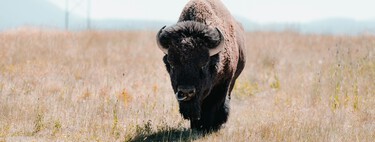 En 2009, 23 bisontes llegaron a México metidos en un camión. Hoy ya son más de 500: la historia de conservación más ambiciosa del desierto norteamericano