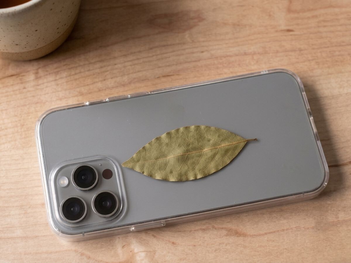 Hoja de laurel seca sobre la pantalla de un celular
