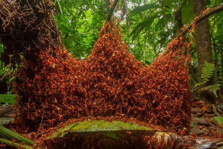 C Daniel Kronauer Wildlife Photographer Of The Year
