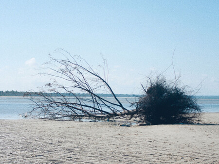 Arboles