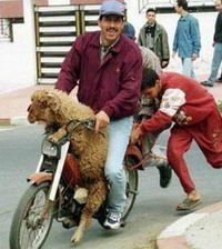 Detenida una cabra por viajar en moto a pesar de llevar casco