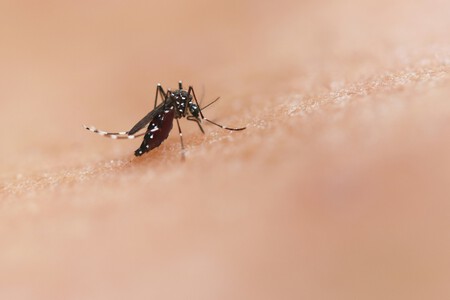 mosquitos