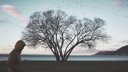 La historia del Árbol Brócoli y un nuevo ejemplo de cómo la fotografía puede impactar sobre un lugar