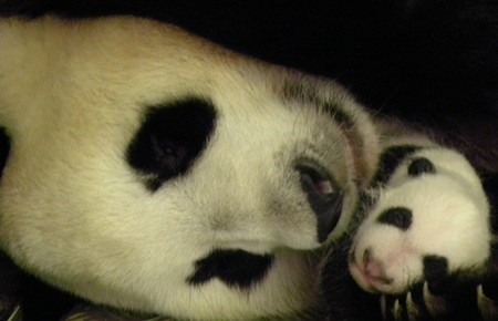 Oso con panda zoo madrid