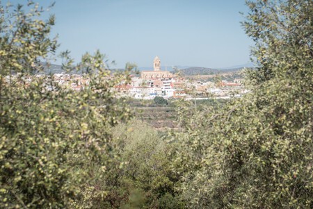 Vistas Del Pueblo Desde Un Olivar Milenario