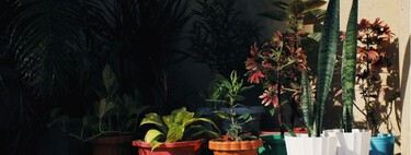Adiós macetas: las tendencias de este año buscan jardineras elevadas y estructuras para ordenar el espacio 
