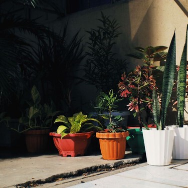 Adiós macetas: las tendencias de este año buscan jardineras elevadas y estructuras para ordenar el espacio 