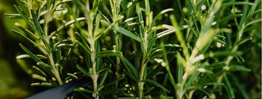 Cómo hay que podar el romero en enero para que crezca espectacular el resto del año