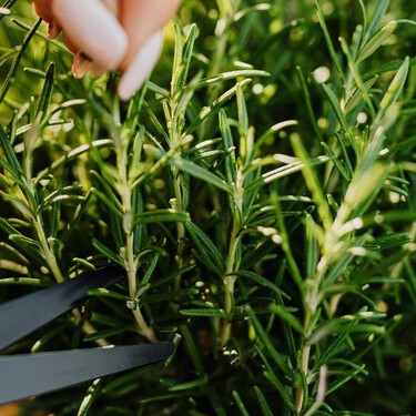 Cómo hay que podar el romero en enero para que crezca espectacular el resto del año