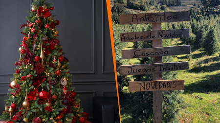 Dónde comprar árboles de Navidad naturales en México: estos son los lugares avalados por Secretaría del Medio Ambiente