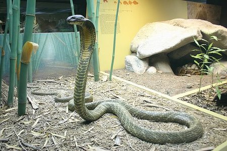 king cobra