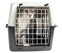 Regulación para entrar con animales de compañía a la Unión Europea