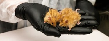 Mais um passo em direção ao Parque dos Dinossauros: cientistas criam ratos peludos antes de ressuscitar os mamutes
