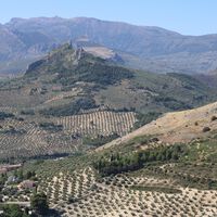 Algo extraño está pasando con el precio del aceite de oliva: sigue en caída libre pese a una última cosecha "media"