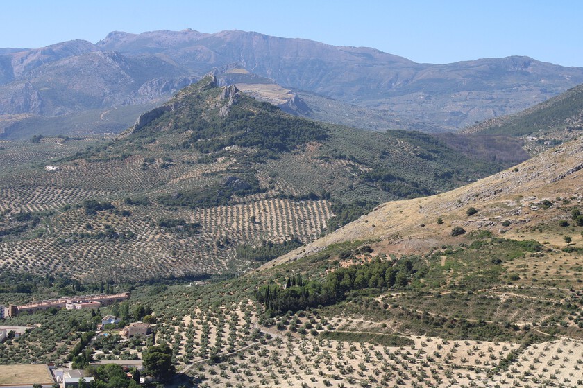 Algo extraño está pasando con el precio del aceite de oliva: sigue en caída libre pese a una última cosecha 