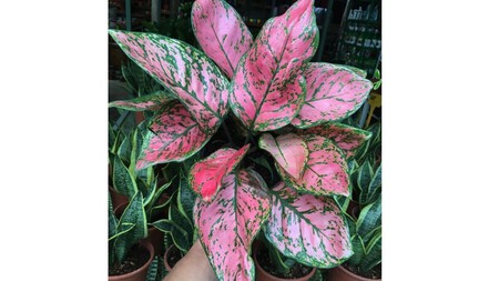 Aglaonema Rosa