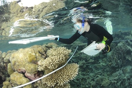Los arrecifes de coral también están siendo amenazados por las ratas