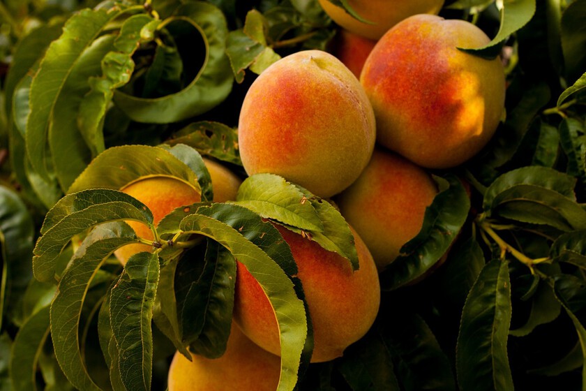 Frutas que se pueden plantar en el jardín de casa