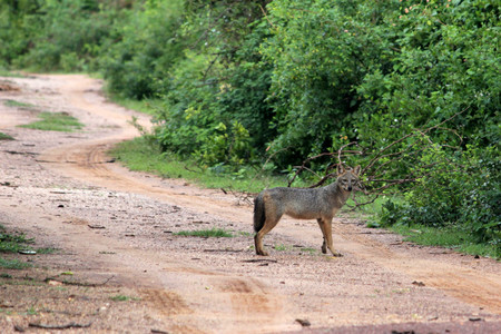 Coyote Sri
