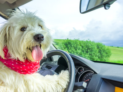 ¿Por qué nunca un perro puede ir sentado en el asiento delantero?