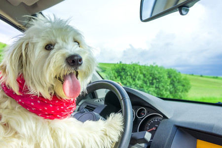 ¿Por qué nunca un perro puede ir sentado en el asiento delantero?