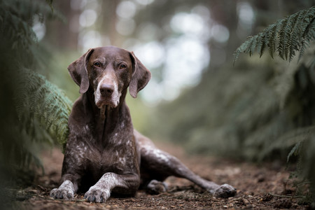 dogoftheyear