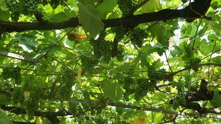 Un pedacito de las Rias Baixas embotellado. Visita a la Bodega Formigal