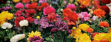 Cinco plantas que florecen en el mes de septiembre: son fáciles de cuidar y perfectas para llenar de color la terraza o el balcón