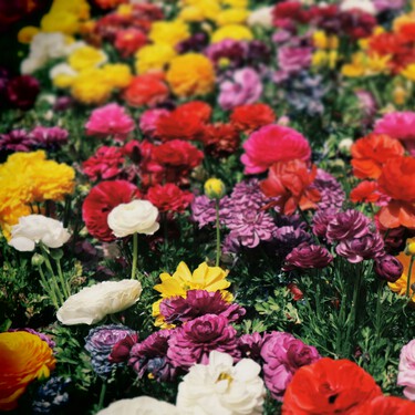 Plantas que florecen en el mes de septiembre: cinco especies fáciles de cuidar que llenan de color la terraza o el balcón
