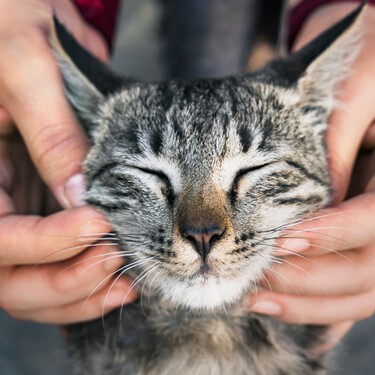Las pulgas en la ropa y los mosquitos en la ventana: el riesgo invisible para los gatos de interior 