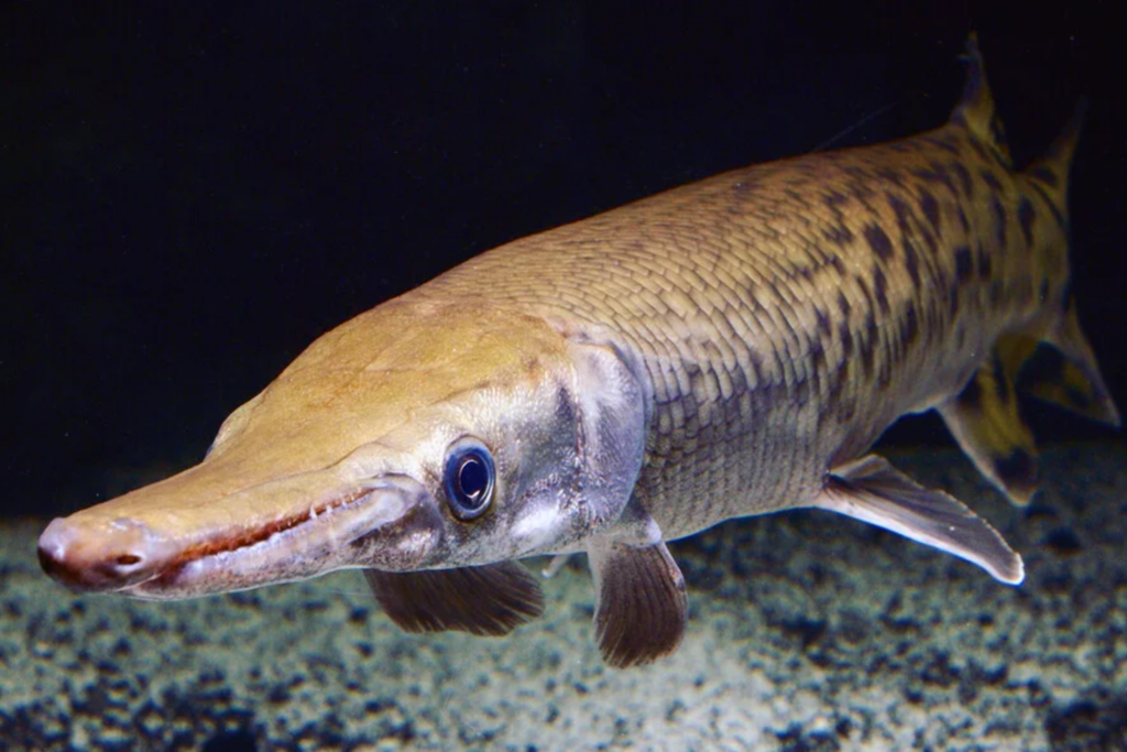 El alucinante mundo de los 