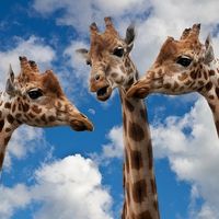 Cómo poner límites al cliente hablador que eterniza las reuniones